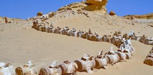 4 Days White Desert & Wadi El-Hitan Adventure from Cairo - Egypt Fun Tours