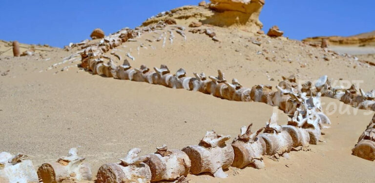 8 days unesco tour