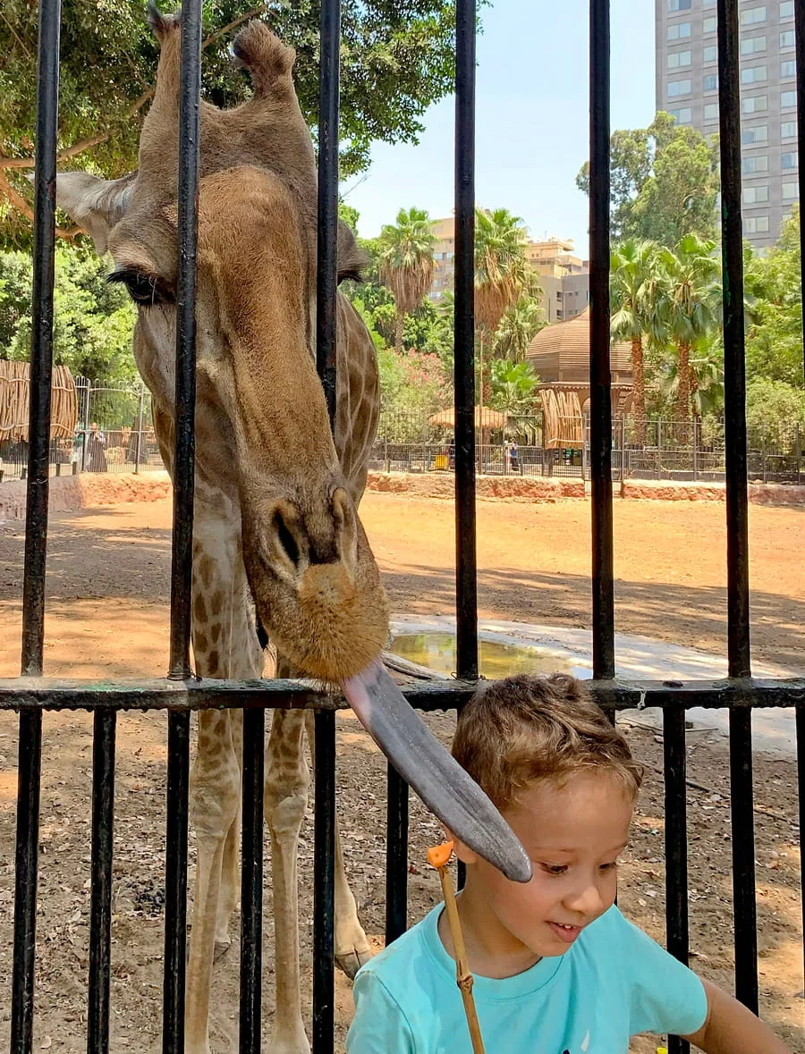 Giza Zoo Preserving Heritage and Enhancing Experience