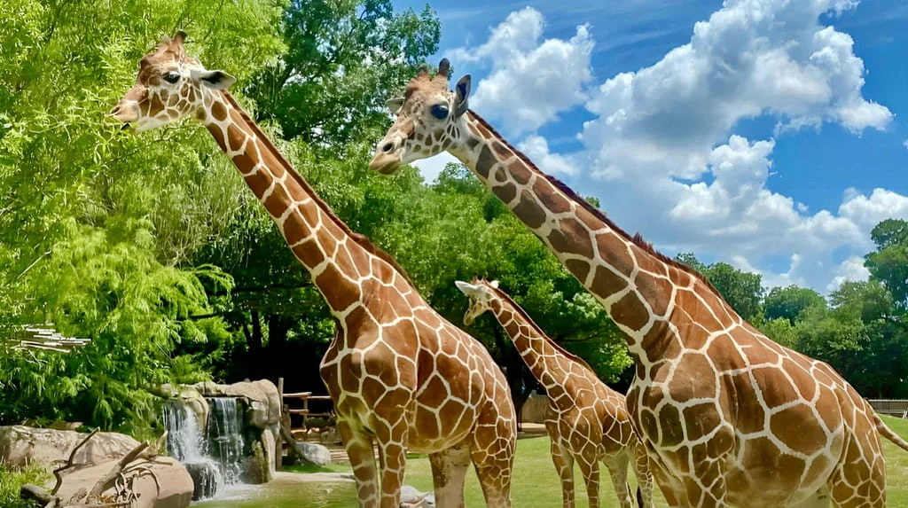 Giza Zoo The Impact of the Renovation