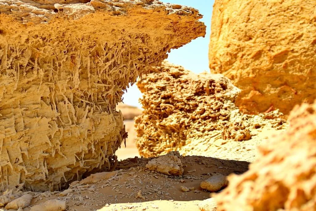 Mangroove fossils at Wadi El Hitan