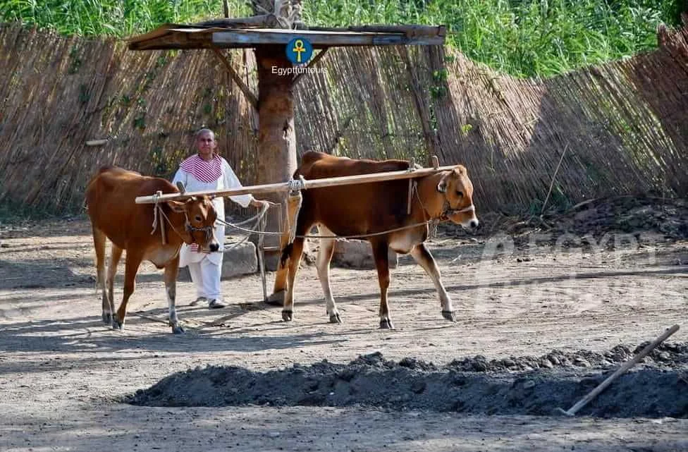 The Pharaonic Village A Living Journey Through Time