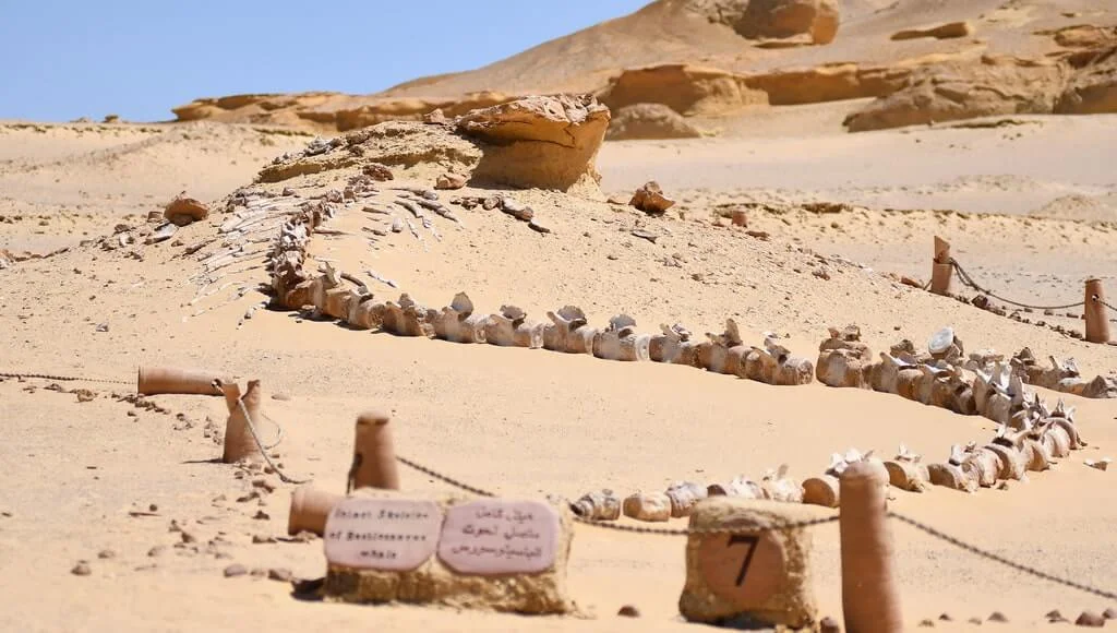 Whale's fossil at Wadi El Hitan