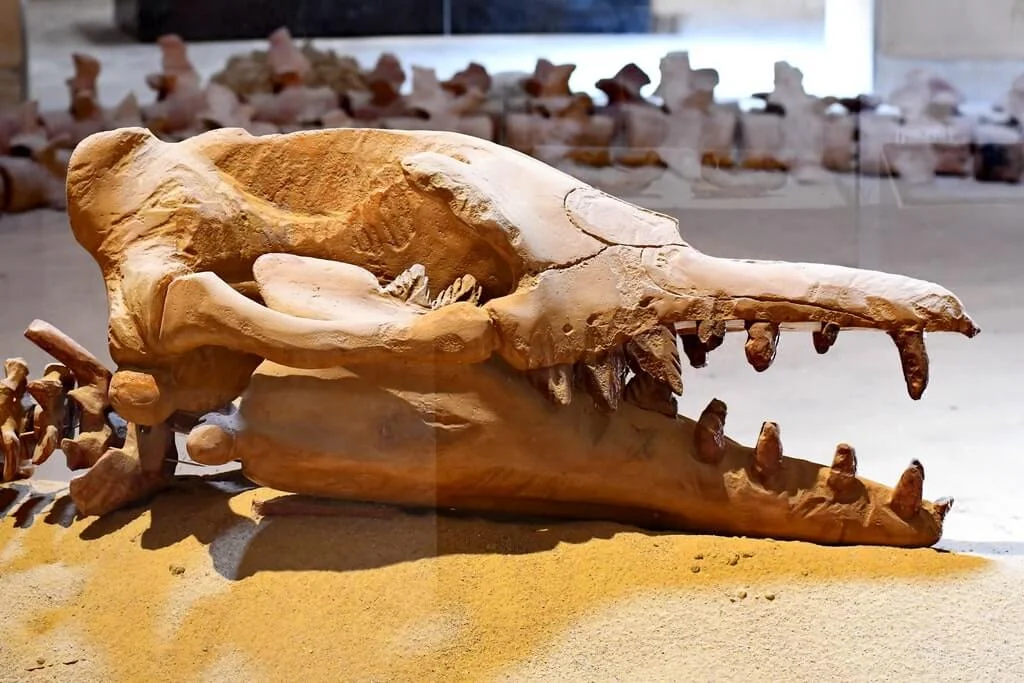 Whale's fossil in the Climate change museum in Wadi El Hitan
