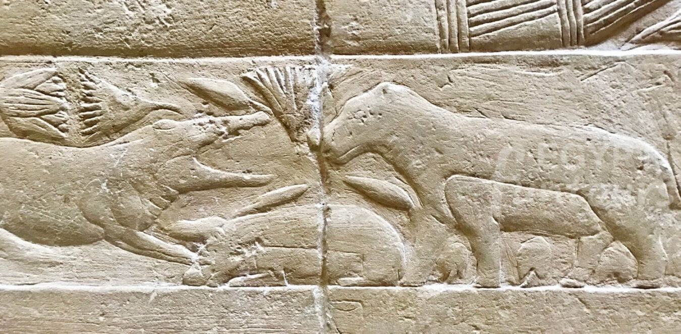 animals in ancient egypt - Ancient Egyptian Zoology