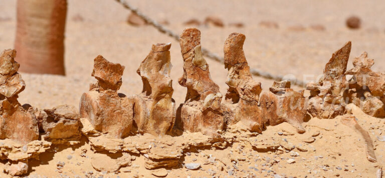 full day trip to wadi el hitan from cairo - Wadi El Hitan Trip from Cairo