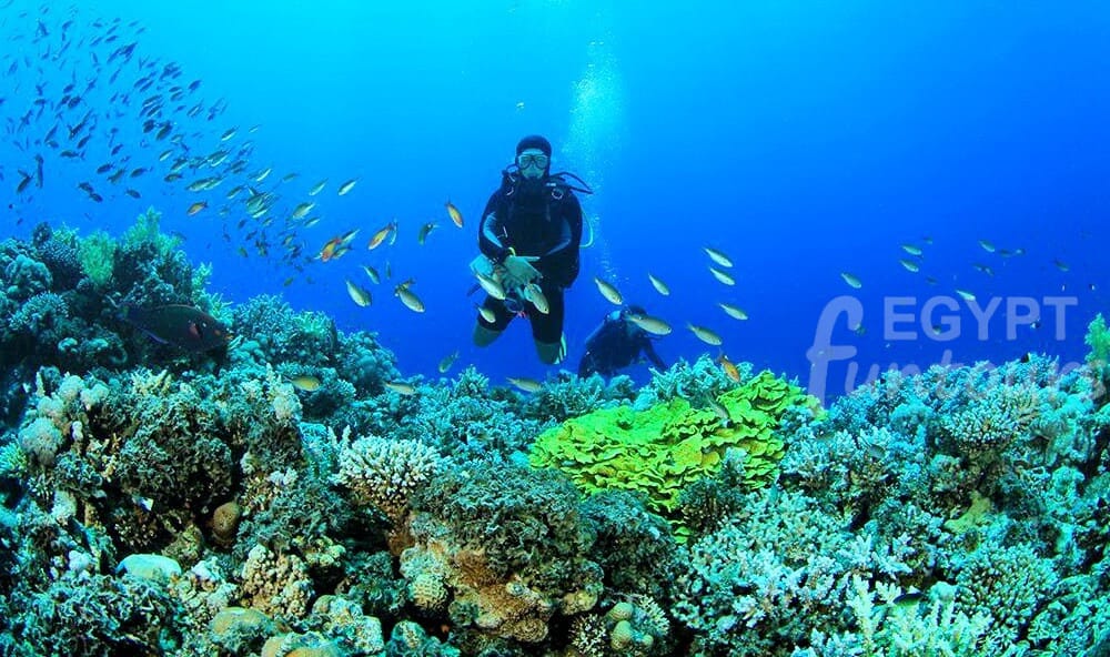 Scuba diving - port ghalib diving excursion