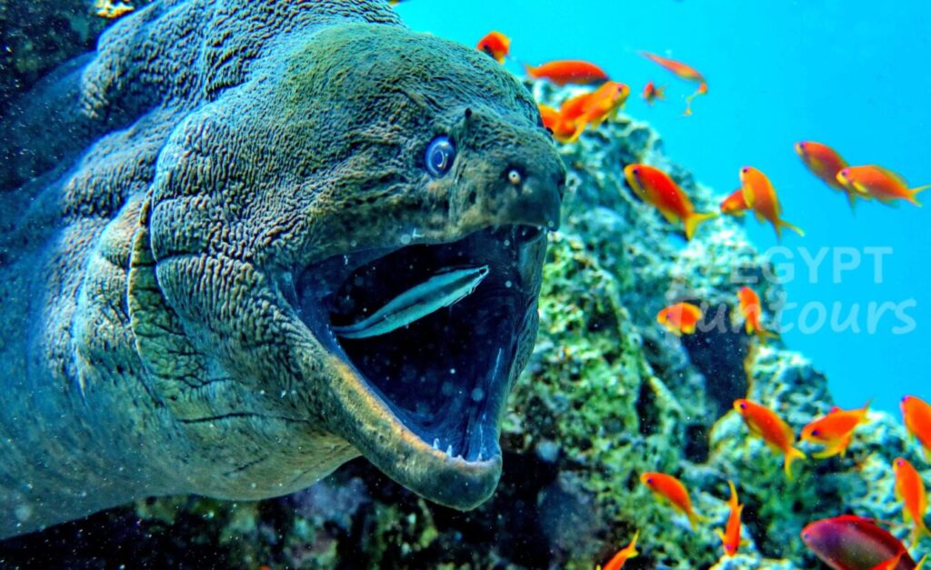 Scuba diving marsa alam - port ghalib diving excursion - diving in el gouna