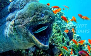 Scuba diving marsa alam - port ghalib diving excursion - diving in el gouna