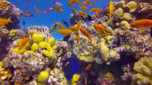 Scuba diving - 8-day Egypt Tour Package - Egypt Fun Tours
