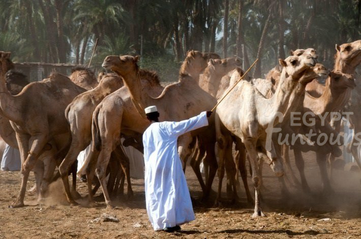 Camel Market at Berqash