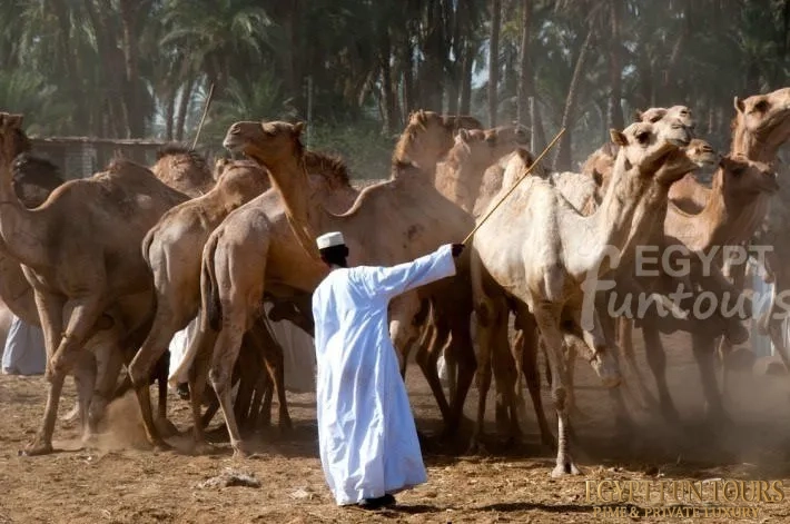 camel market berqash