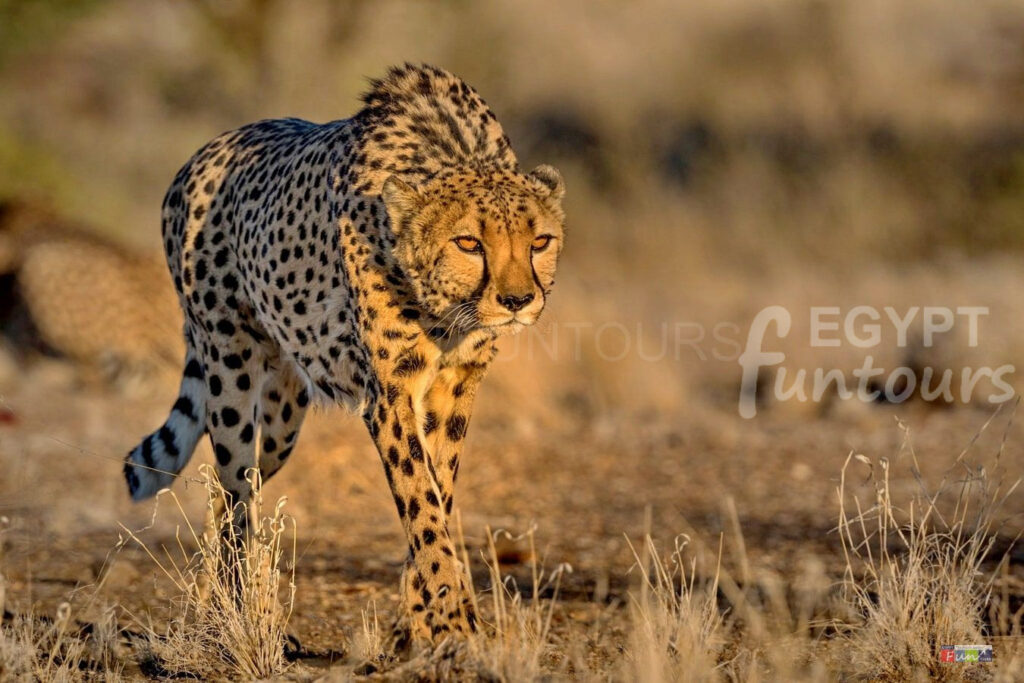 Cheetah in Ancient Egypt