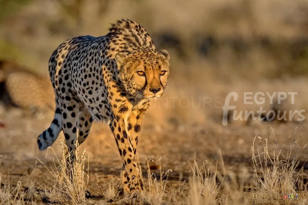Cheetah in Ancient Egypt