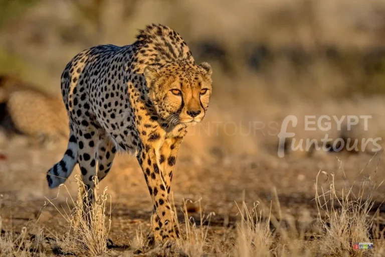 Cheetah in Ancient Egypt