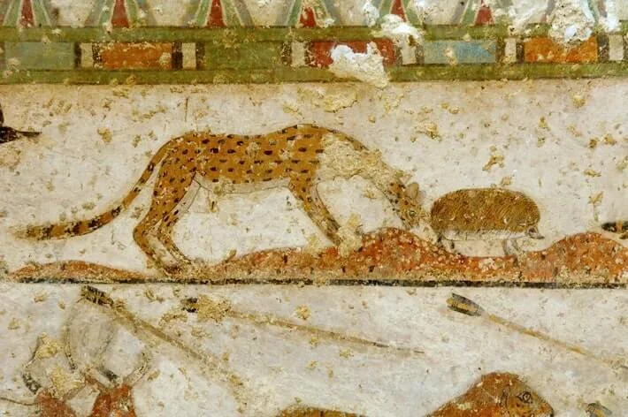 cheetah as a hunter