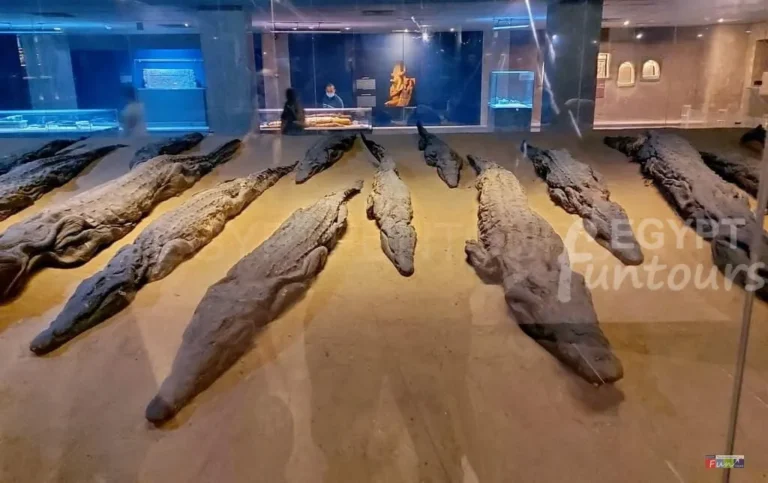 Kom Ombo Crocodile museum - The Crocodile god of ancient Egypt God Sobek