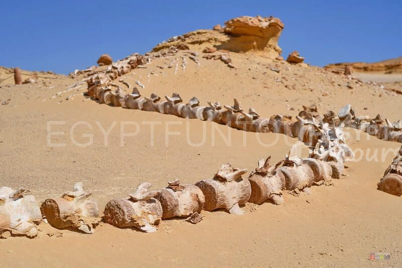 Wadi El Hitan protectorate in Egypt
