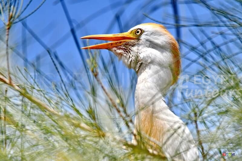 Wadi El Rayan components wadi el rayan national park egypt fun tours