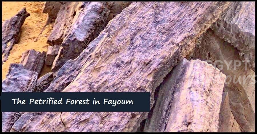The Petrified Forest in el Fayoum