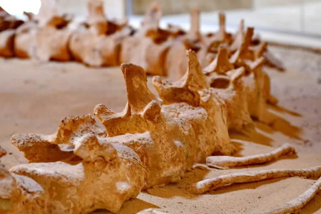 Fayoum Oasis Expedition; A Private 4x4 Journey to Wadi El Hitan and Magic Lake - Wadi El Hitan Fossils