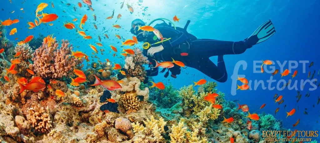 Scuba Diving from Safaga Port - Hurghada Airport Transfer to Safaga