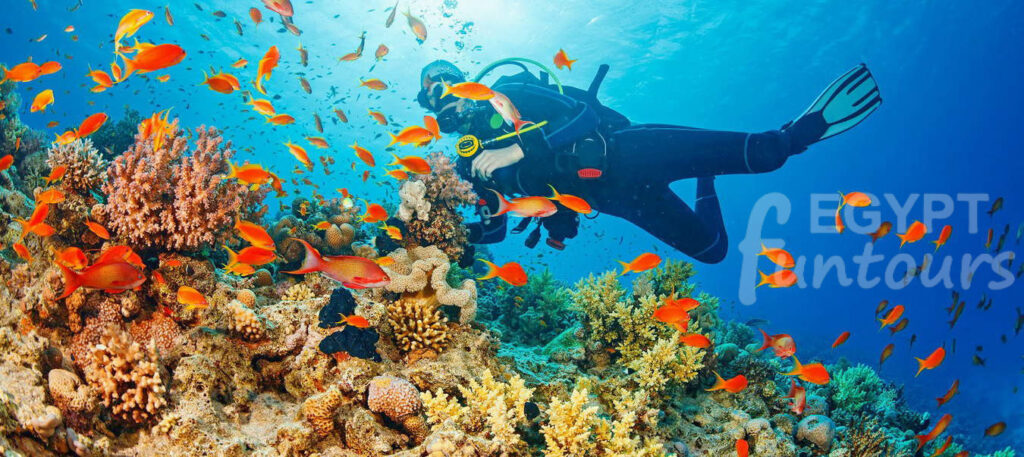 Scuba Diving from Safaga Port - Hurghada Airport Transfer to Safaga