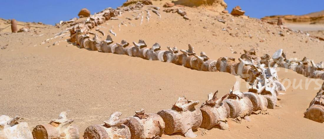 Wadi El Hitan Desert Safari Tour From Cairo - 4-day desert adventure