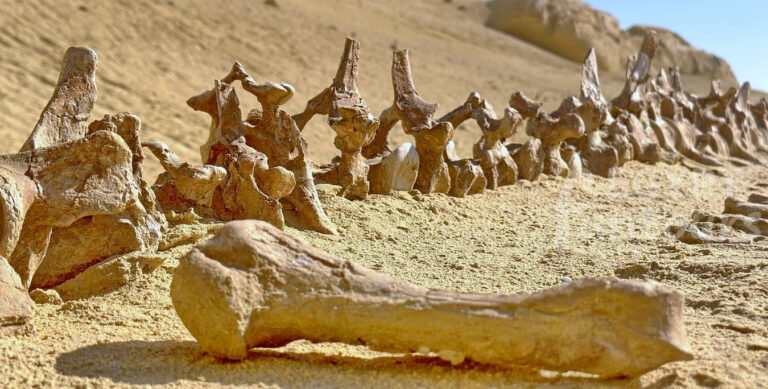 4 Days UNESCO Tour of Cairo and El Fayoum Oasis - 9 days unesco tour - 14-day Egypt Adventure
