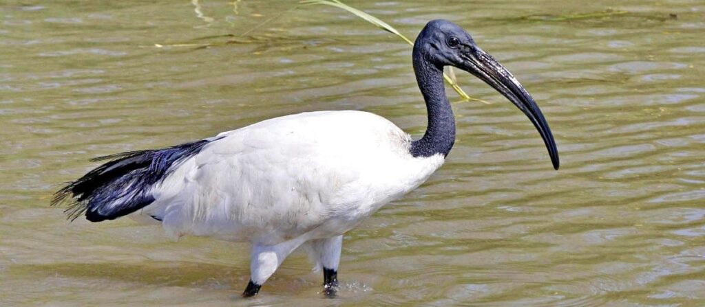 God Thoth ibis bird in ancient Egypt Egypt Fun Tours