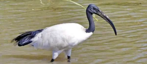 God Thoth ibis bird in ancient Egypt Egypt Fun Tours