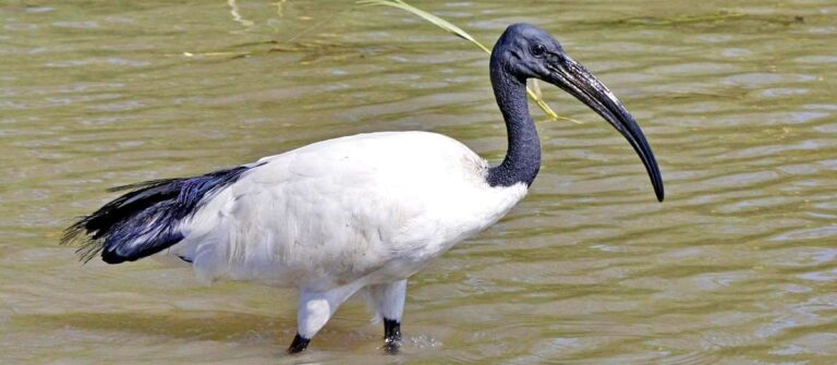 God Thoth ibis bird in ancient Egypt Egypt Fun Tours
