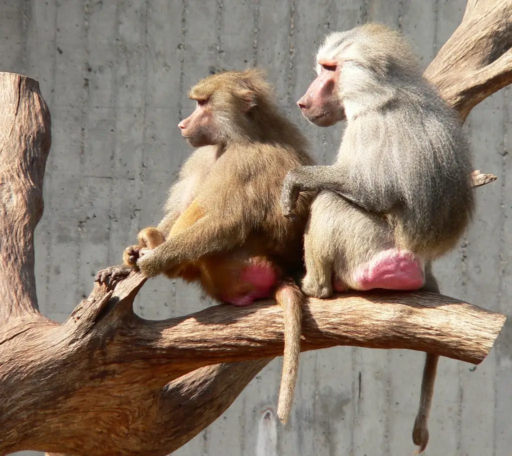 Papio_hamadryas, Importation, Trade, and Geographic Origin