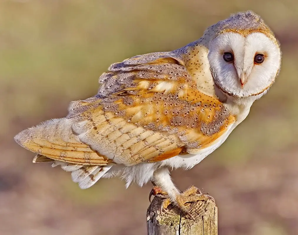 The Barn Owl (Tyto alba) - The ancient Egyptian owl