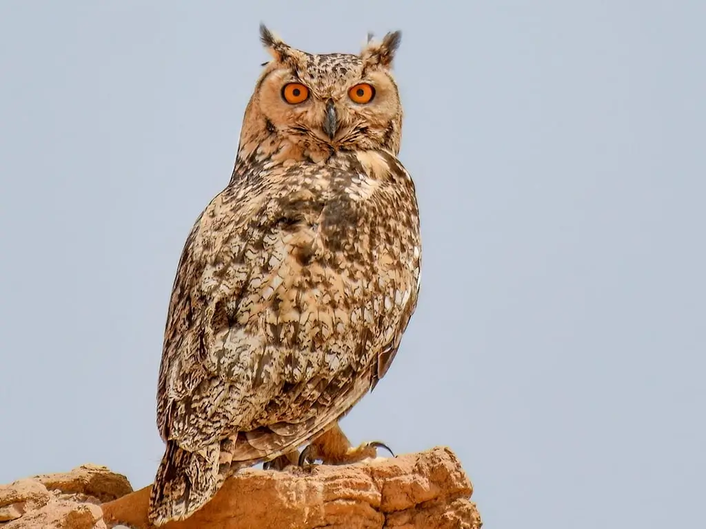 The Pharaoh Eagle-Owl (Bubo ascalaphus) - The ancient Egyptian owl