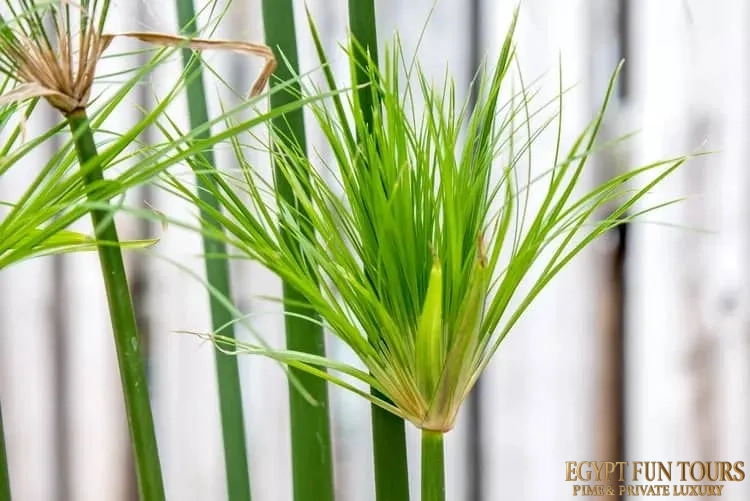 What is papyrus - Papyrus in ancient Egypt