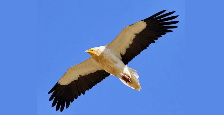 Egyptian vulture-Nekhbet