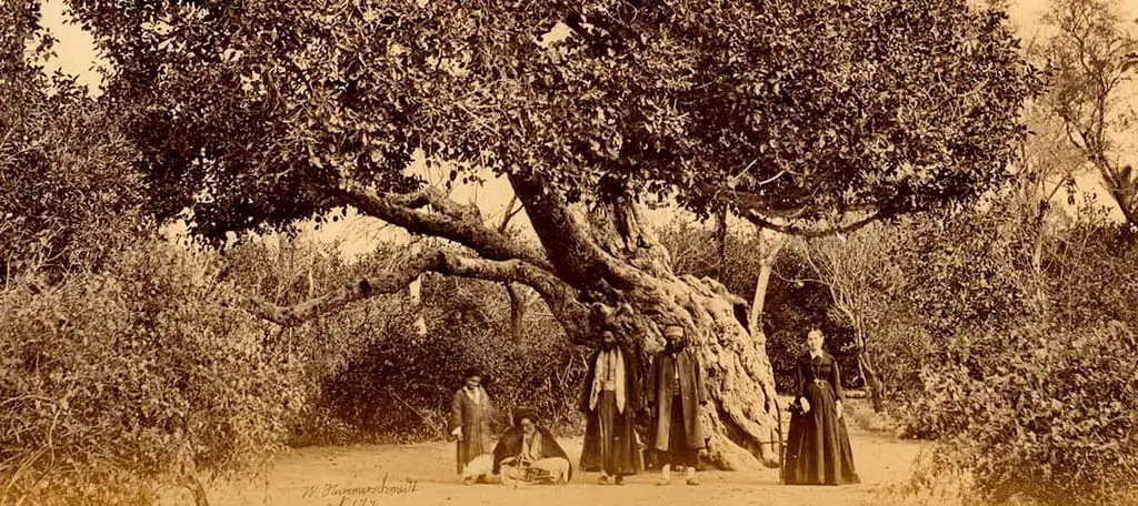 The Legend of the Balsam Garden