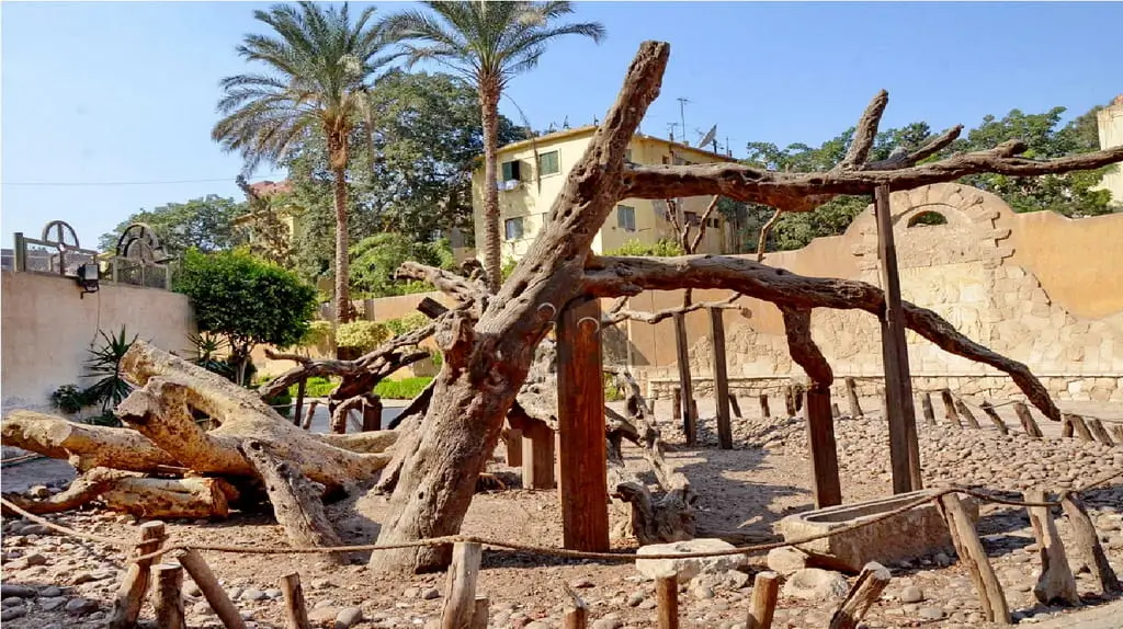 The Miracles at This Church; The Sacred Tree