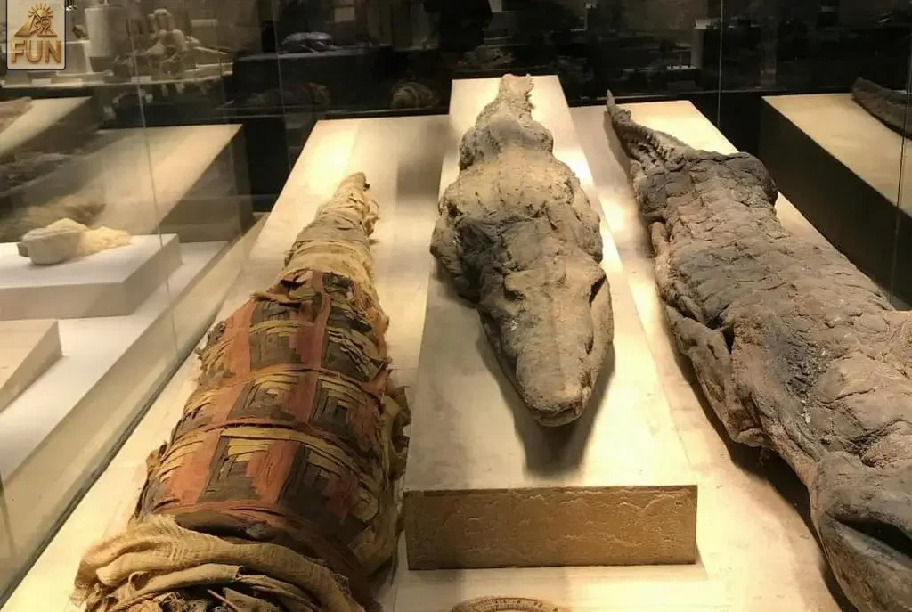 Exploring the Exhibition Halls of the Sharm El-Sheikh Museum