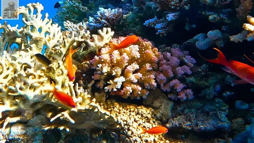 FAQs About Ras Mohamed National Park