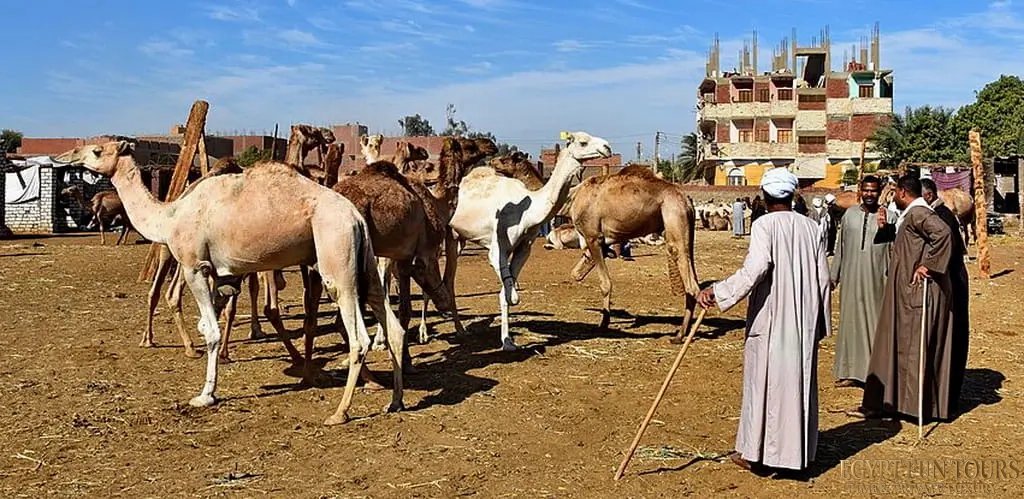 Quick Reference for the Daraw Camel Market