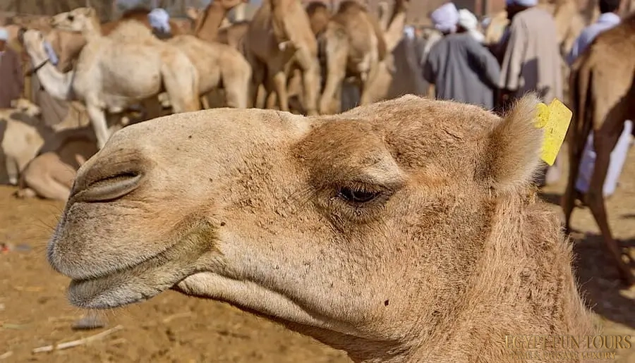 The Anatomy of the Trade Breeds, Origins, and Uses - Daraw Camel Market