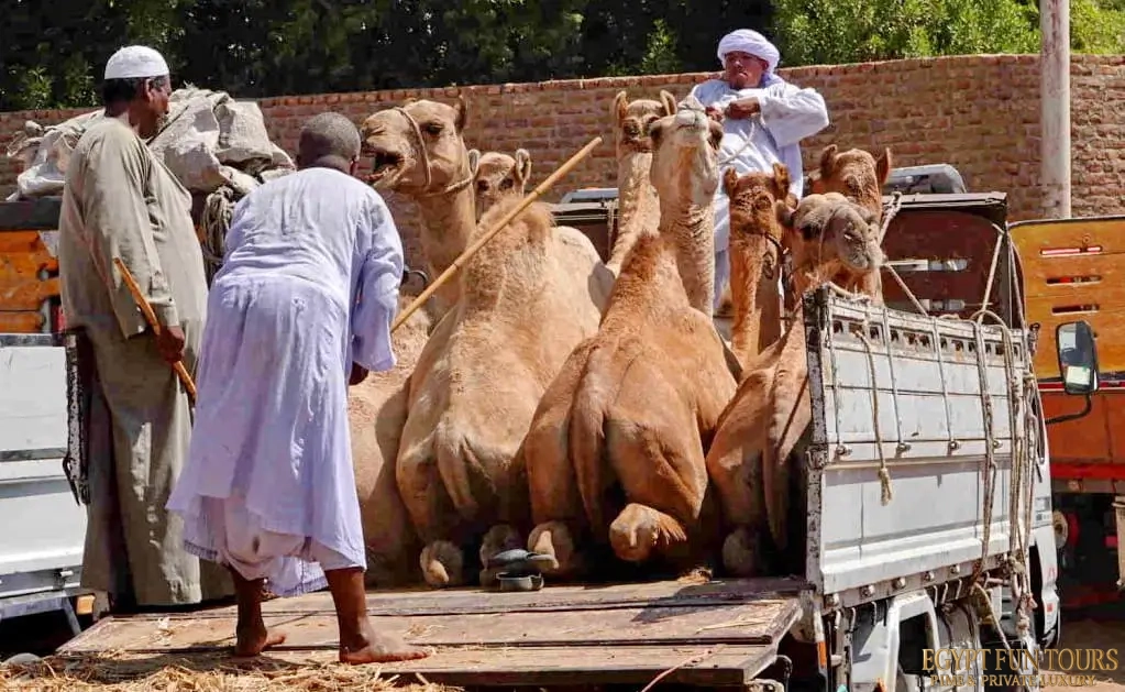 The Enduring Pulse The Camel’s Role in Modern Egypt
