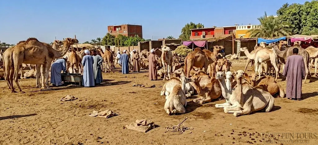 The Legacy of the Darb Al Arba’een The Forty Days Road - Daraw Camel Market