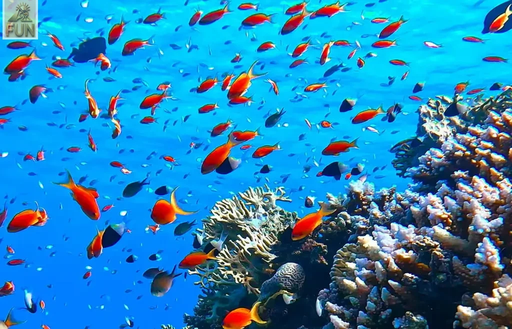 The Marine Ecosystem A Living Underwater City