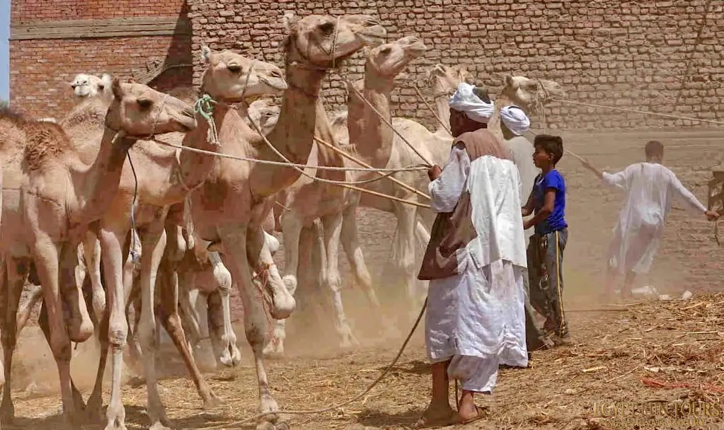 The Ultimate Day Trip A Sample Itinerary for Daraw & Kom Ombo - Daraw Camel Market