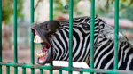 giza zoo egypt