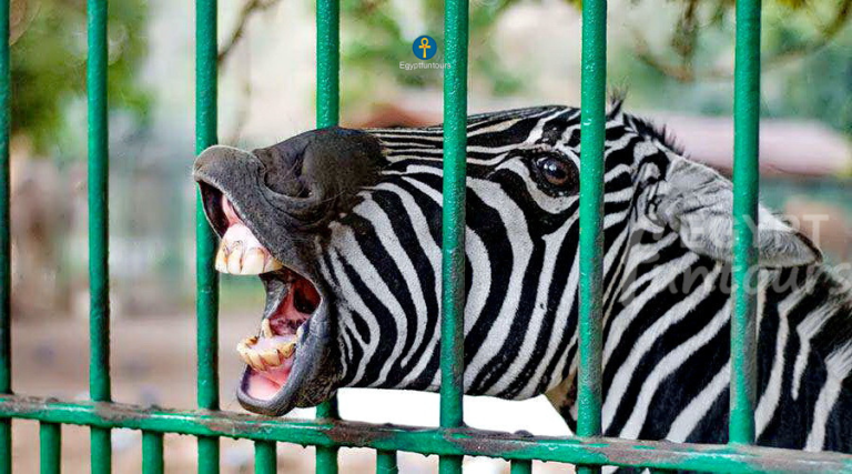 giza zoo egypt