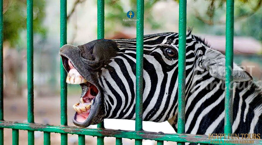 giza zoo egypt